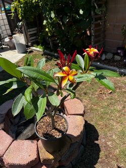 Large Healthy Rooted Plumeria Plant 3 gallon Pot