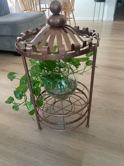 Plant and plant holder
