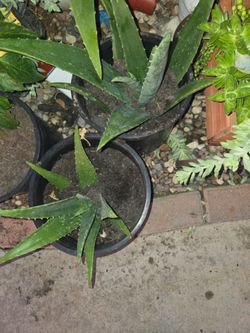 Aloe Vera plants