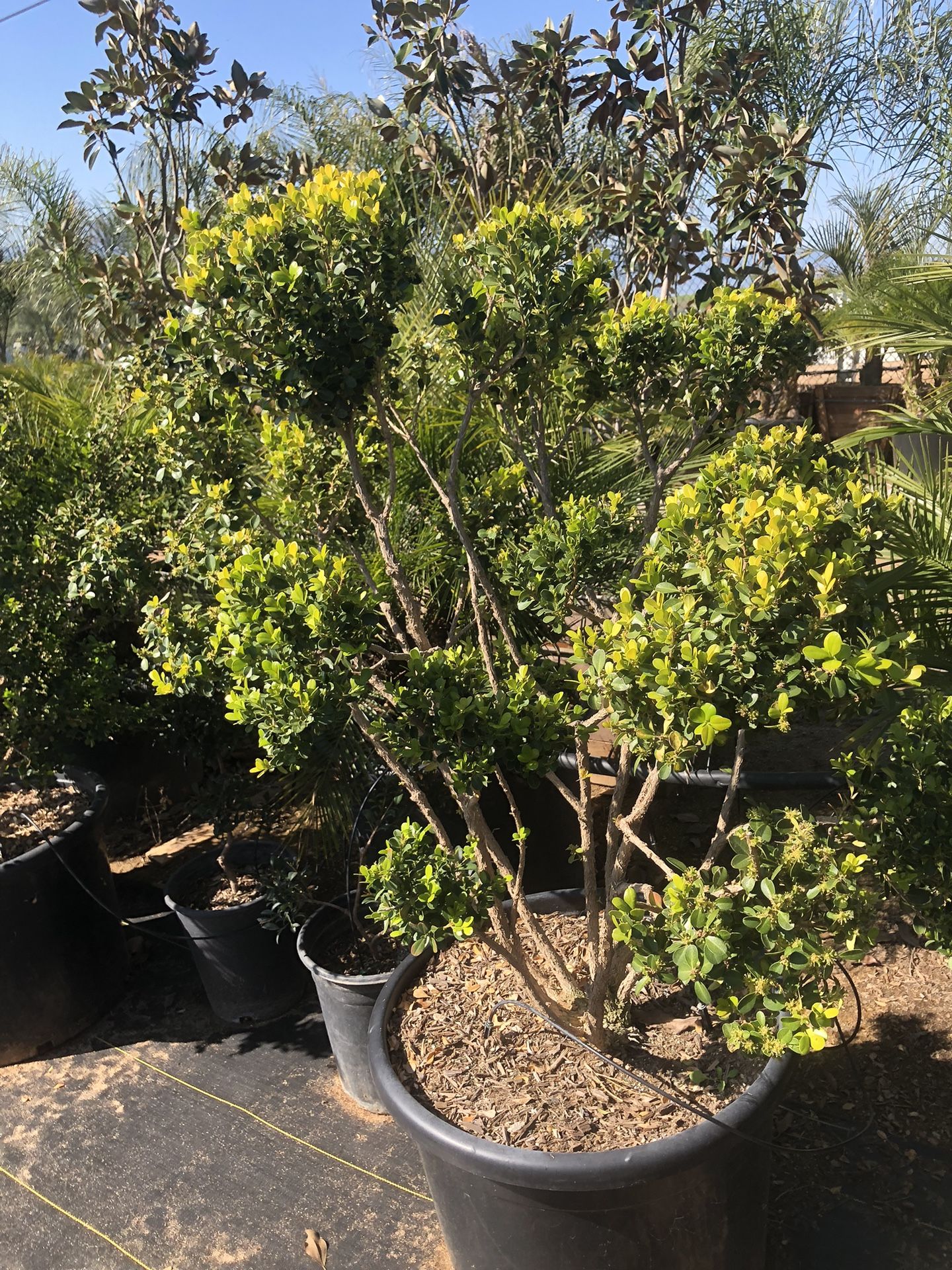 Boxwood Topiary Bonsai