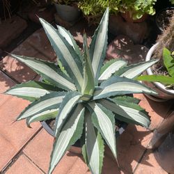 BEAUTIFUL  WHITE STRIPED AGAVE CENTURY PLANT