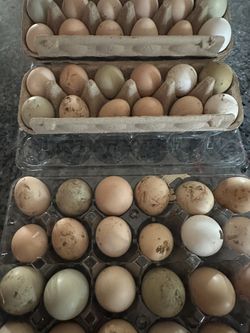 Fresh Fertile Chicken Eggs