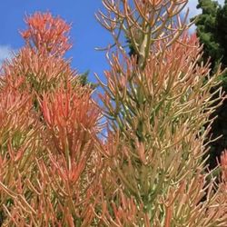Firestick Succulent - Cuttings & Rooted Plants - Euphorbia tirucalli