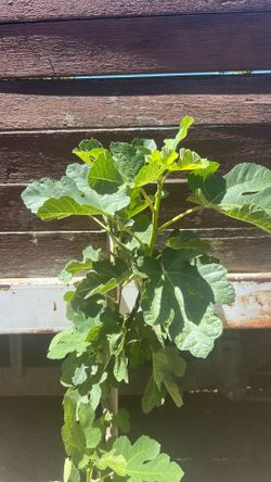 Higuera / fig tree