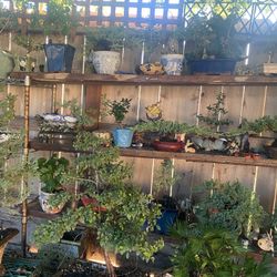 Bonsai Plants $30 And Up