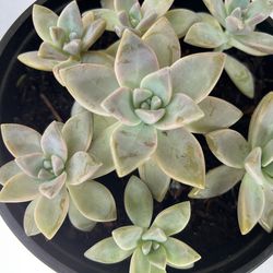 Adorable Ghost Plant 🪴