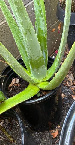 Aloe Vera plant