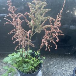 Plant For Garden