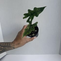 Alocasia Jacklyn Variegated 