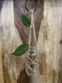 Mini Jute Macrame With Propagation Glass Bottle, Free Plant Cutting With Purchase