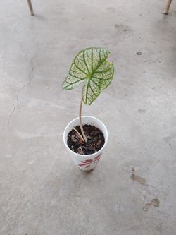 planta $5