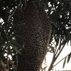 Remuevo Abejas $250
