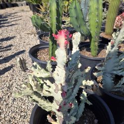 Rare ghost cactus. Euphorbia lactea variegated