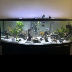 165 Gallon Tank With Stand 