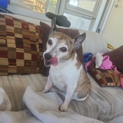 Good Dog Free To New Home