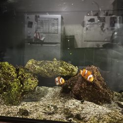 Complete 13.5G Saltwater Aquarium Setup – Nano Reef
