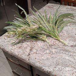 2 Large Clean Artificial Spider Plants