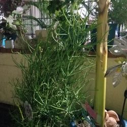 Beautiful Very Large Succulent 