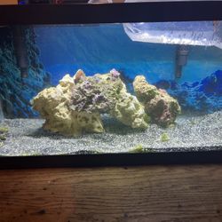 20 Gal