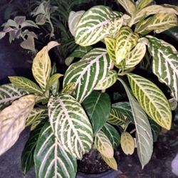 Secreta Landscape Plant Potted Plant