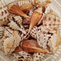 LOT OF 54 Seashells Card Holder