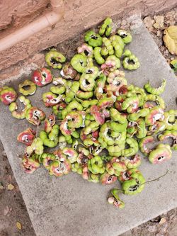 Guamuchiles