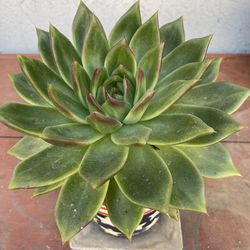 Lipstick Echeveria in Beautiful Star Spangled Ceramic Pot