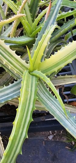 Aleo Arborences Variegated RARE