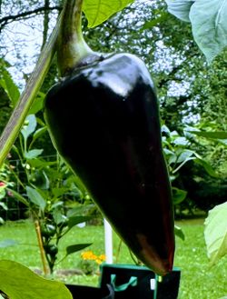 Rare Organic Black Hungarian Pepper Seeds And Preorder Plants!  2026 SEASON EARLY RELEASE! AVAILABLE NOW! Why grow the same boring vegetables your nei