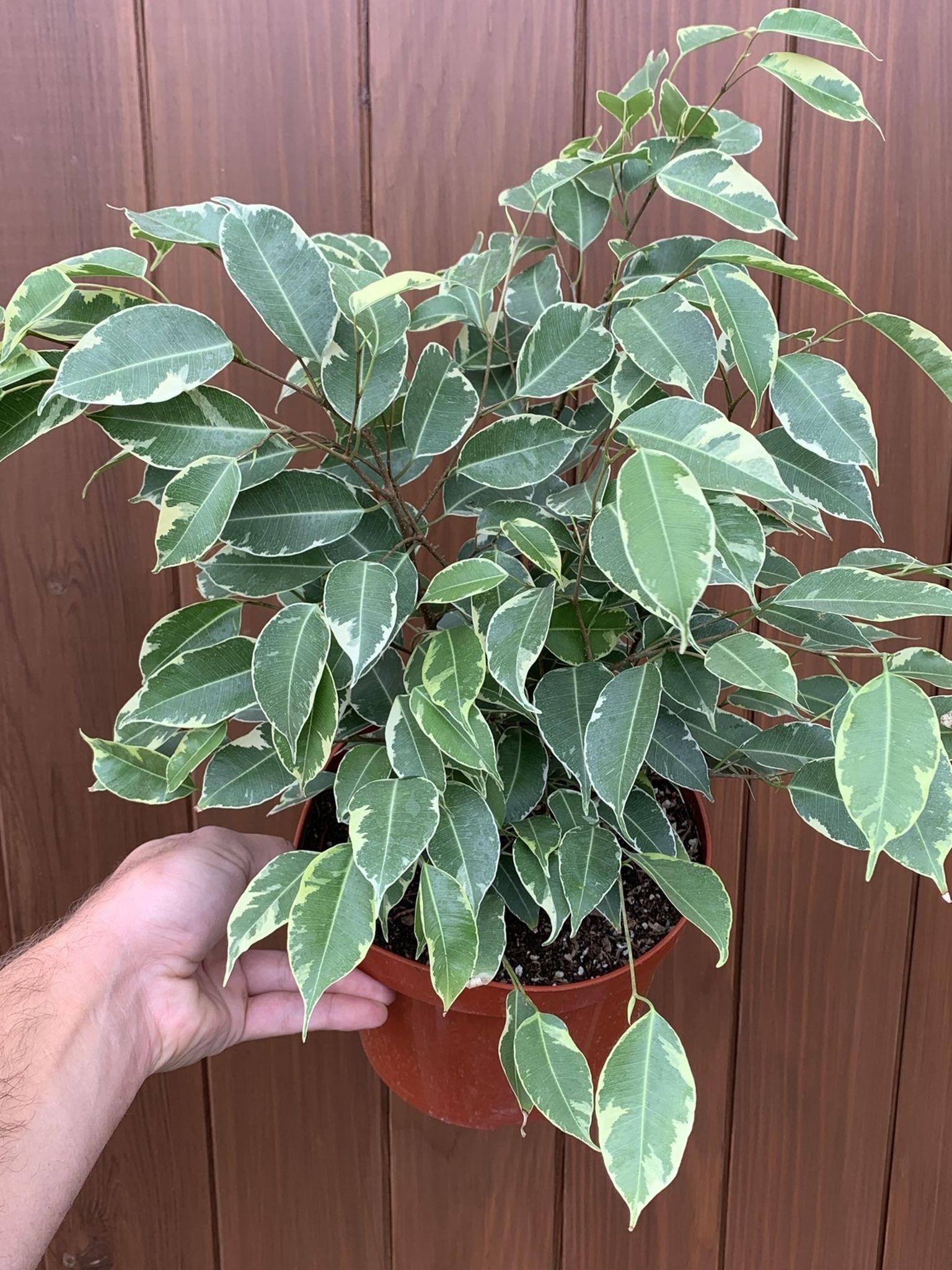 Ficus Benjamina Variegated Ficus Tree House Plant