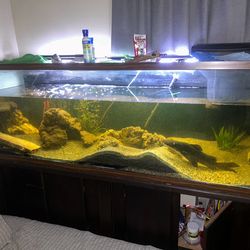 150 Gallon Tank With Stand