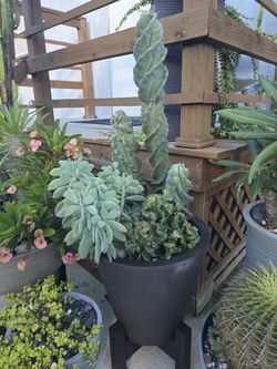 Pretty cactus