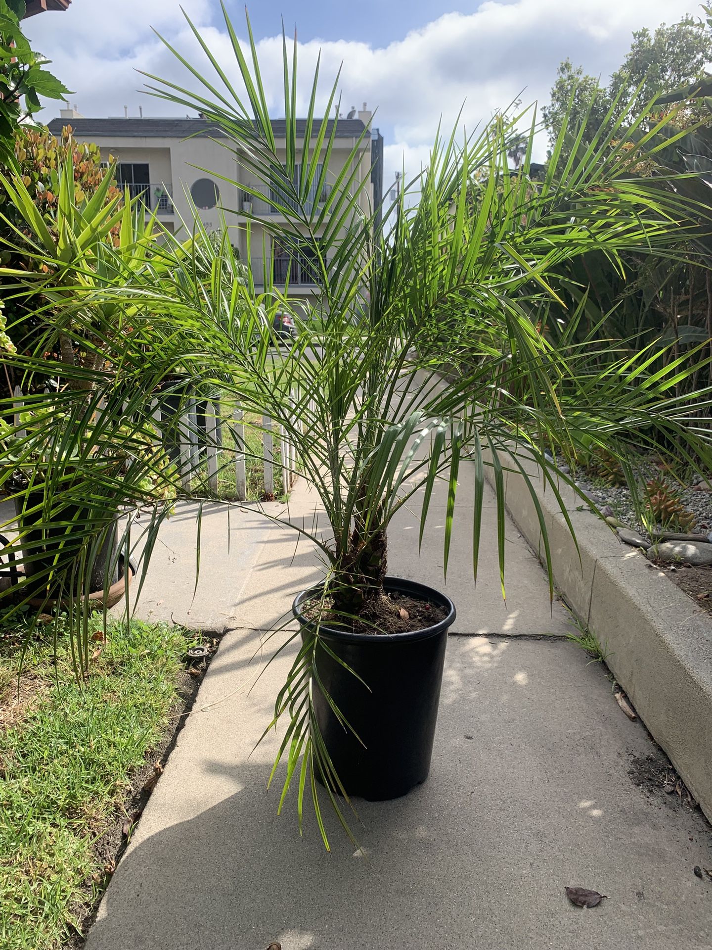 Pygmy Date Palm