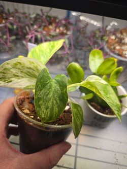 Pothos Marble Queen