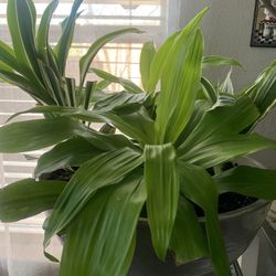 Green enjoy!    Potted !  Please 