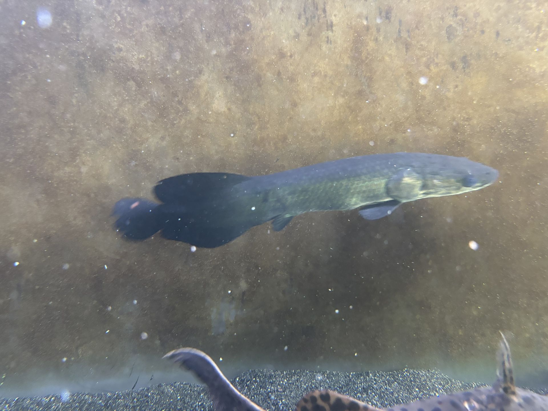 Fish Tank 