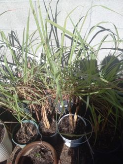 Te De Limon Planta $10