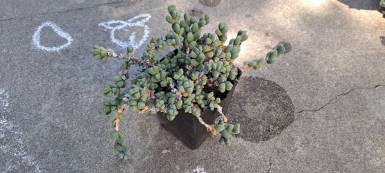 succulent plant