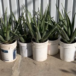 Huge Blowout Sale Clearance On All Plants For Sale