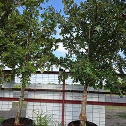 BURR OAK TREE 65GALLONES 15FT TALL 