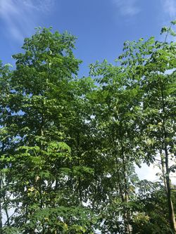 Fresh moringa leaves