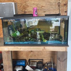 Fish Tank
