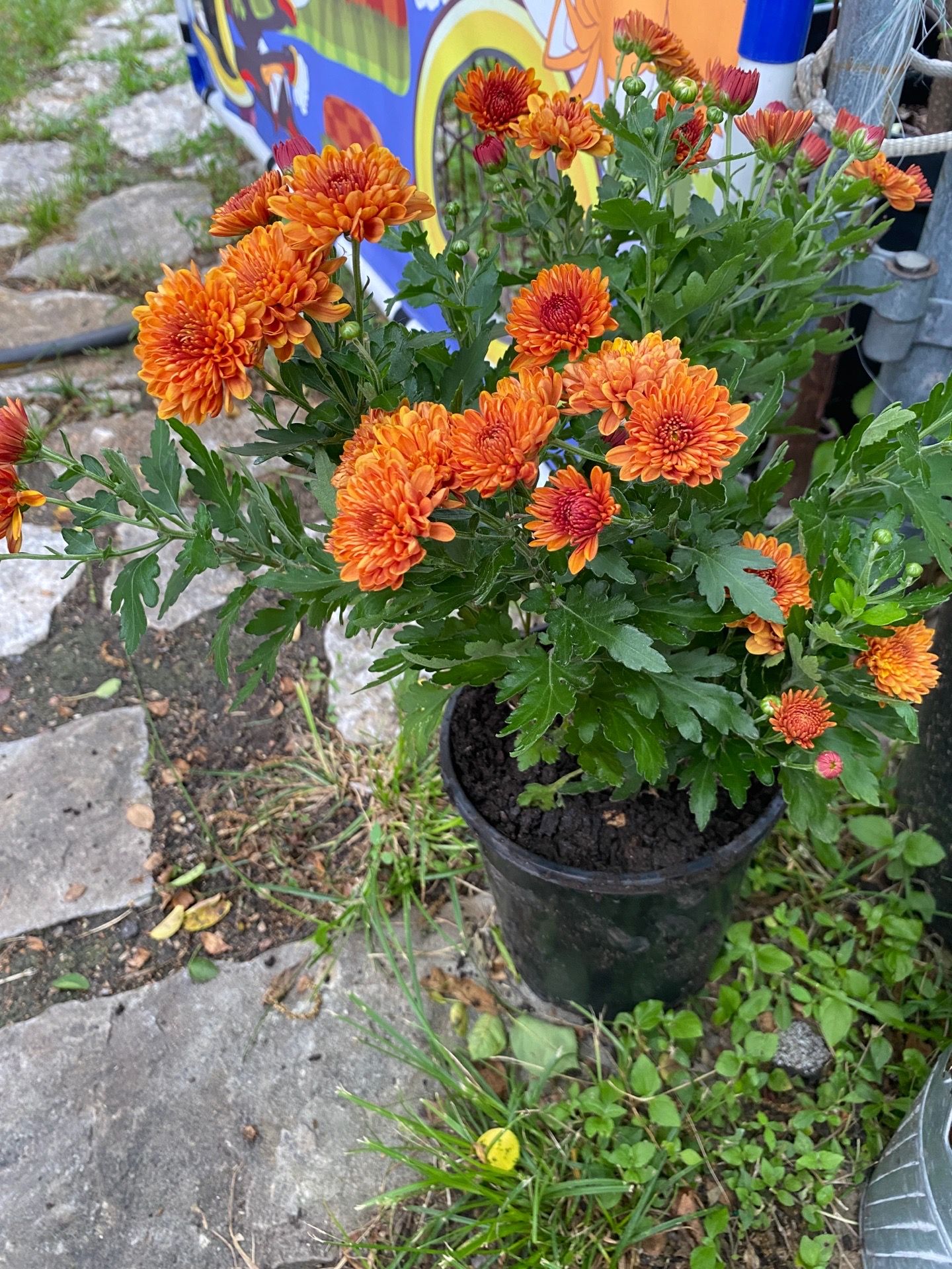 Flower/plant