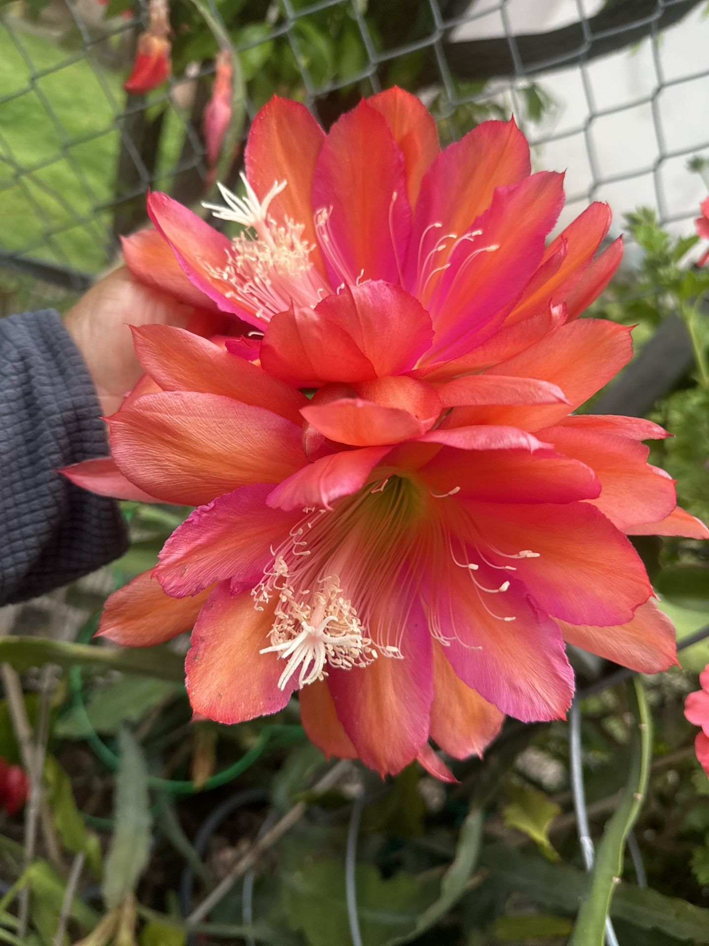 Epiphyllum cuttings $8 cuttings . 8-10 of inches. I have a variety of more colors. Look at my page