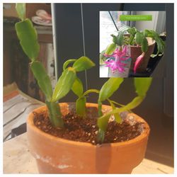 Potted True Christmas Cactus Plant 