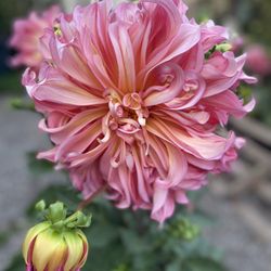 Planta De Flor De Dhalia Con Flores , En Maceta De 5 Gallones Pick Up Only