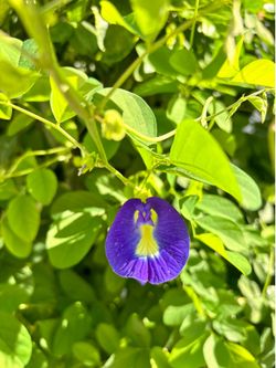 Mix white & blue butterfly pea seedlings