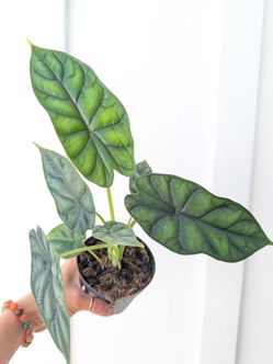 Alocasia Baginda Dragon Scale Plant 4" Pot - Indoor House Plants