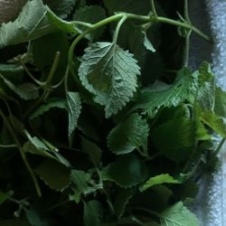 Herbal mint