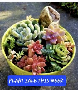 SUNDAY PLANT SALE IN SAN LORENZO  STARTS AT 12:30